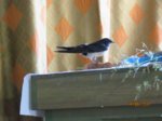 Ayko IMG_0329.JPG
