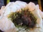 die 3 Robins - Uno, Dos und Tres IMG_0315.JPG