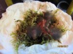 die 3 Robins - Uno, Dos und Tres IMG_0355.JPG