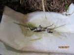 Fips IMG_0324.JPG