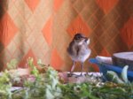 Fridolin IMG_0318.JPG