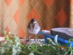 Fridolin IMG_0320.JPG