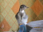 Fridolin IMG_0321.JPG