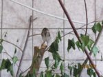 Fridolin IMG_0326.JPG