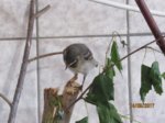 Fridolin IMG_0327.JPG