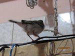 Fridolin IMG_0332.JPG
