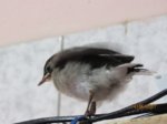 Fridolin IMG_0334.JPG
