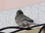 Fridolin IMG_0335.JPG