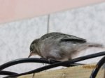 Fridolin IMG_0336.JPG