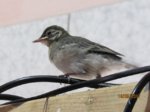 Fridolin IMG_0337.JPG