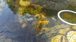 20170615_093043.jpg 20170615_093043.jpg