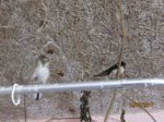 Ayko und Fridolin IMG_0406.JPG
