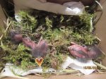 Die 3 Robins IMG_0429.JPG