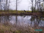 Teich.jpg