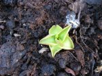 Pinguicula grandiflora Austrieb.jpg