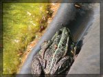 comp_frosch1 009.jpg