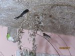 Ayko und Fridolin IMG_0440.JPG