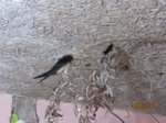 Ayko und Fridolin IMG_0445.JPG