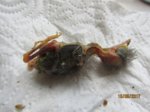 die drei Robins Tres IMG_0434.JPG