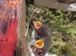 Die zwei Robins IMG_0473.JPG