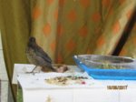 Eihwi IMG_0437.JPG