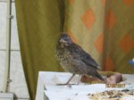 Eihwi IMG_0439.JPG