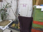 Eihwi IMG_0442.JPG