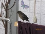 Eihwi IMG_0443.JPG