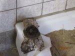Eihwi IMG_0454.JPG