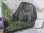 Fips IMG_0452.JPG
