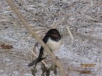 Ayko IMG_0475.JPG