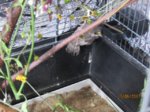 Fips IMG_0481.JPG