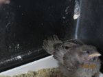 Fips IMG_0483.JPG