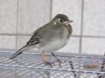 Fridolin IMG_0478.JPG