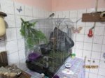 Fridolin IMG_0479.JPG