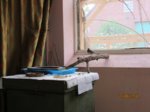 Fridolin IMG_0486.JPG