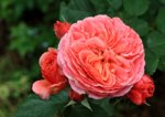 rose_Mary Anne_bloom_pink_red_orange2_800.JPG
