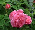 Mrs John Laing_full bloom_rose_green_800.JPG