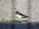 Dielen schwalben  Ray IMG_0546.JPG
