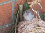 Fips IMG_0516.JPG