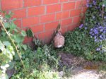 Fips IMG_0519.JPG