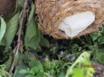Fips IMG_0522.JPG