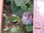 Fips IMG_0562.JPG