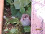 Fips IMG_0563.JPG