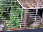 Fips IMG_0579.JPG