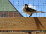 Fridolin IMG_0510.JPG