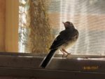 Fridolin IMG_0572.JPG