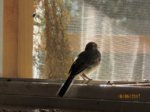 Fridolin IMG_0573.JPG