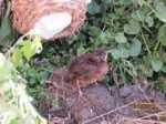 Happy IMG_0564.JPG