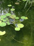 IMG_20170620_163110.jpg